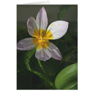 White Tulip Card