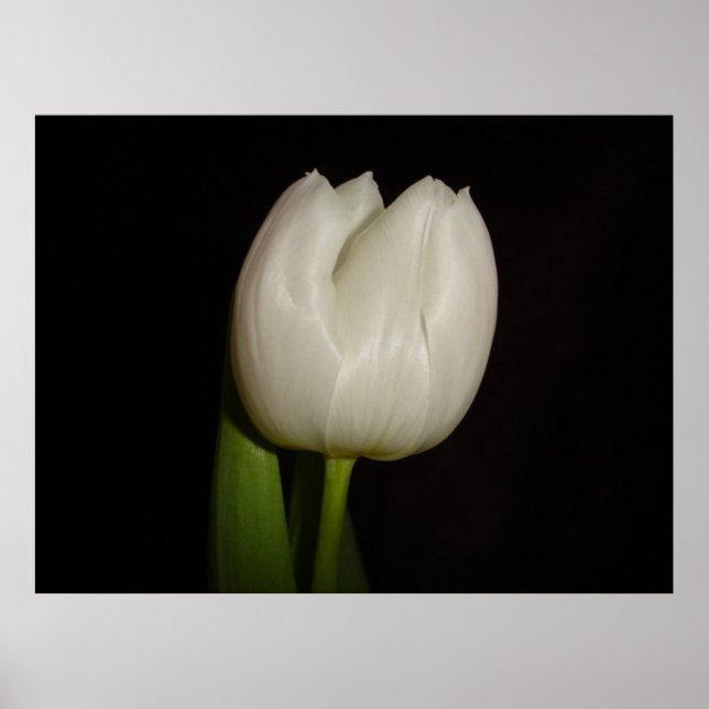 White Tulip Family:Liliaceae, Species:Lilliopsida Poster (Front)