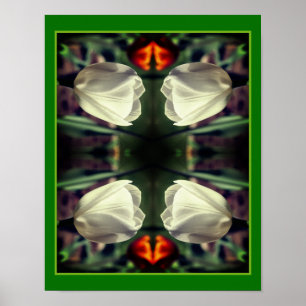 White Tulip Flower In Sunlight Abstract Poster
