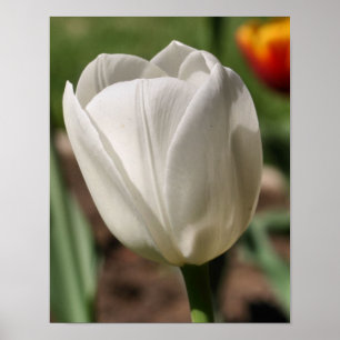 White Tulip Flower In Sunlight Poster