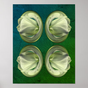 White Tulip Flower Petals Abstract Poster