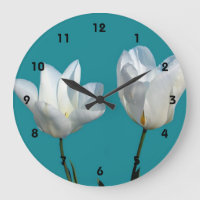 white tulip flowers in aqua blue background