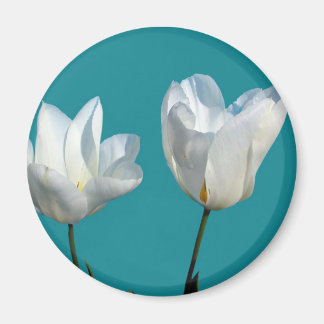 white tulip flowers in aqua blue background magnet