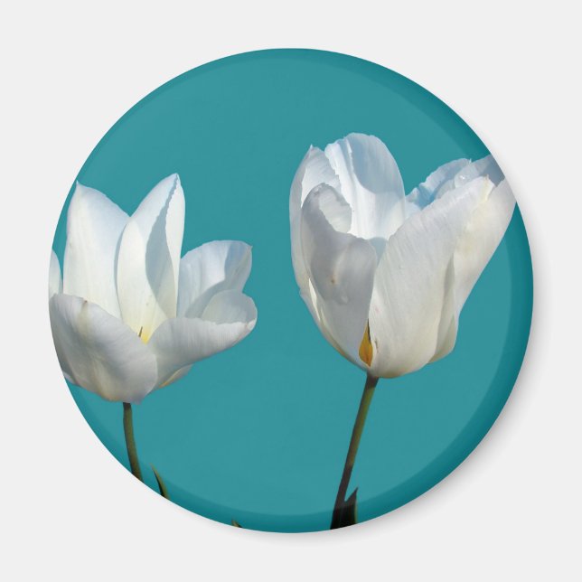 white tulip flowers in aqua blue background magnet (Front)