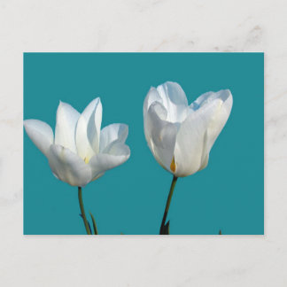 white tulip flowers in aqua blue background postcard