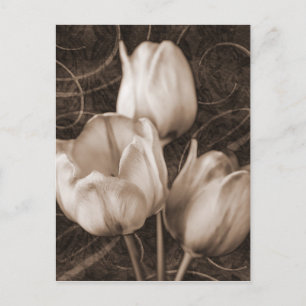 White Tulip Flowers Sepia Black Background floral Postcard