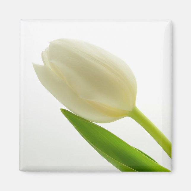 White Tulip Magnet (Front)