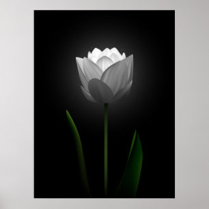 White Tulip Poster