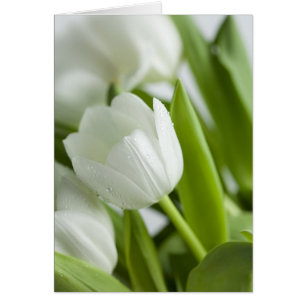 White Tulips