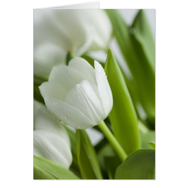 White Tulips (Front)