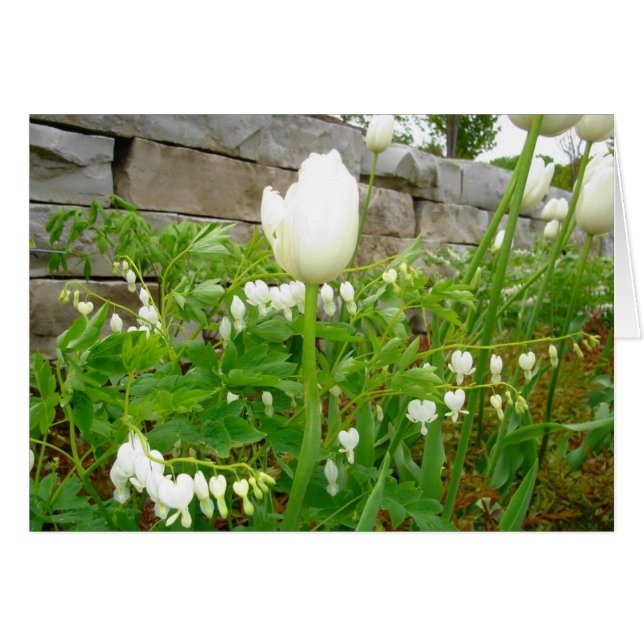 White Tulips (Front Horizontal)