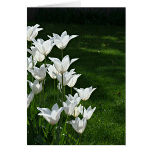 White tulips