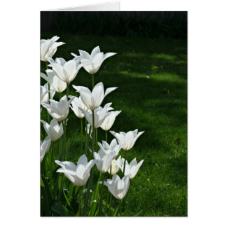 White tulips