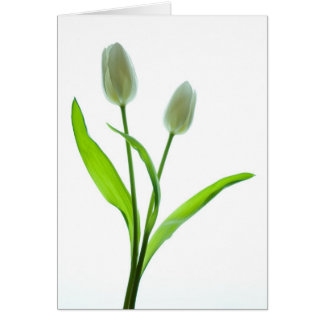 White Tulips