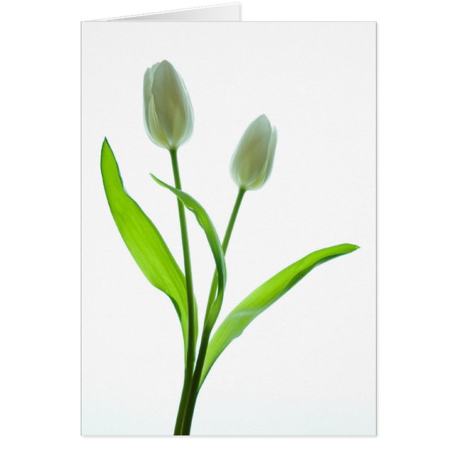 White Tulips (Front)