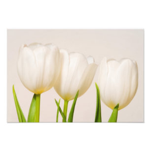 White tulips against a white background, photo print