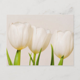 White tulips against a white background, postcard