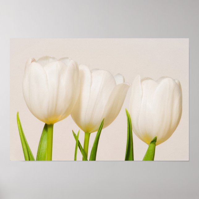 White tulips against a white background, poster (Front)