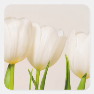 White tulips against a white background, square sticker