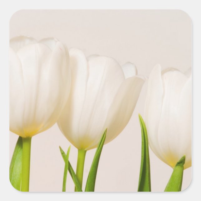 White tulips against a white background, square sticker (Front)