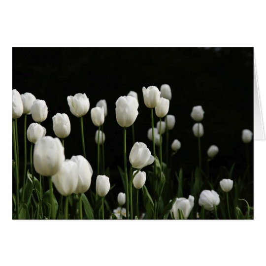 White tulips card