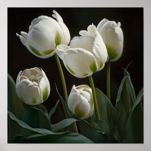 White Tulips Flower Art Print Poster