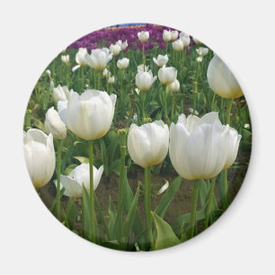 White Tulips in a Field, Oregon Magnet