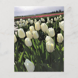 White Tulips in a Field, Oregon Postcard