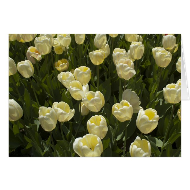 White Tulips in the Boston Gardens (Front Horizontal)