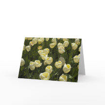 White Tulips in the Boston Gardens Greeting Card