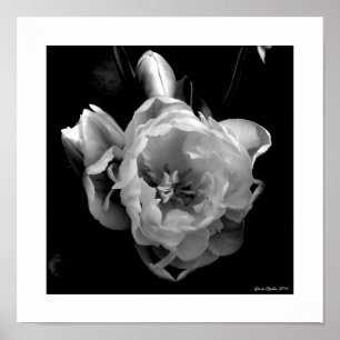 White Tulips on Black Background Poster