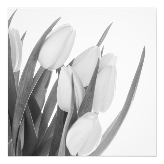 White Tulips Photo Print (Front)