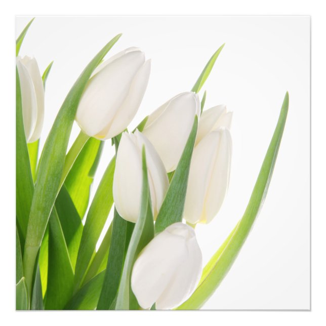 White Tulips Photo Print (Front)