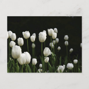 White tulips postcard