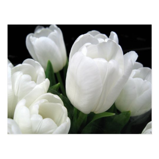White Tulips Postcard