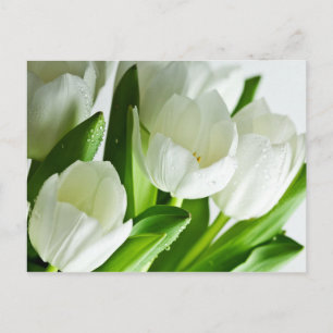White Tulips Postcard