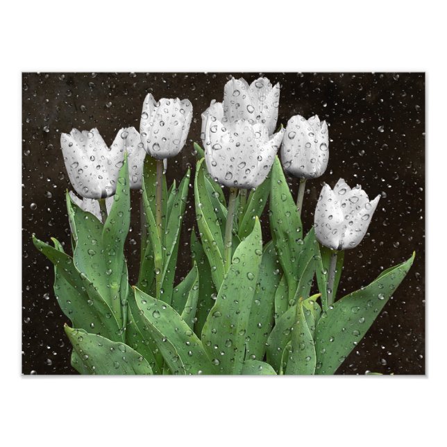 White Tulips With Raindrops Photo Print (Front)