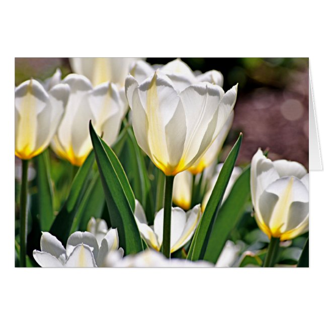 White Tulips with Yellow Feathers (Front Horizontal)