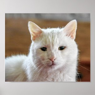 White Turkish Angora Cat Portrait Poster