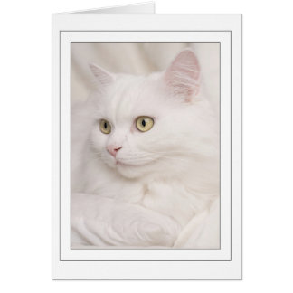 White turkish angora kater