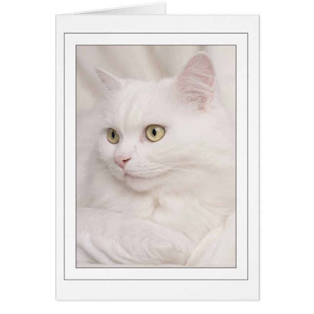 White turkish angora kater (Front)