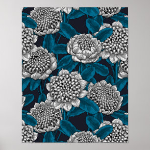 White waratah flowers poster