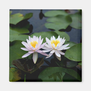 White Water Lilies Magnet