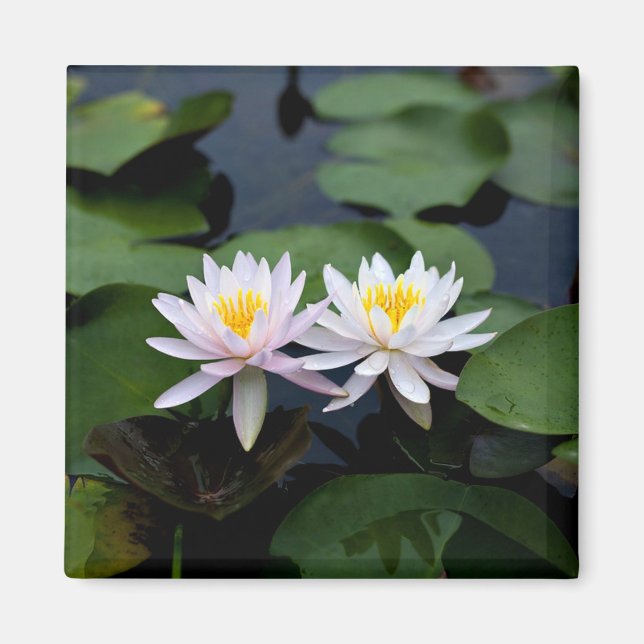 White Water Lilies Magnet (Front)