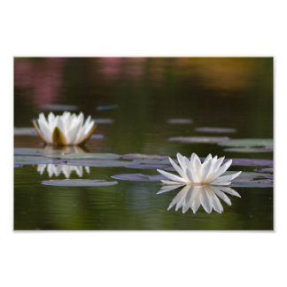White water lilies photo print