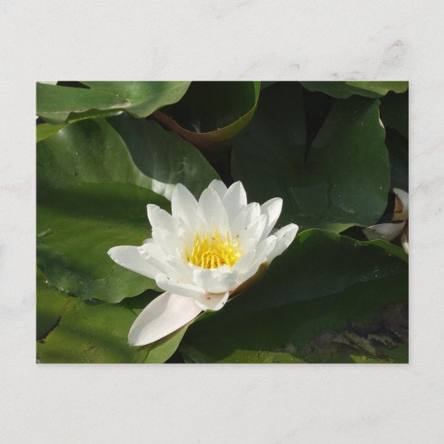 White Water Lilly Photography Postcard (Front)