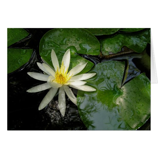 White Water Lily Card
