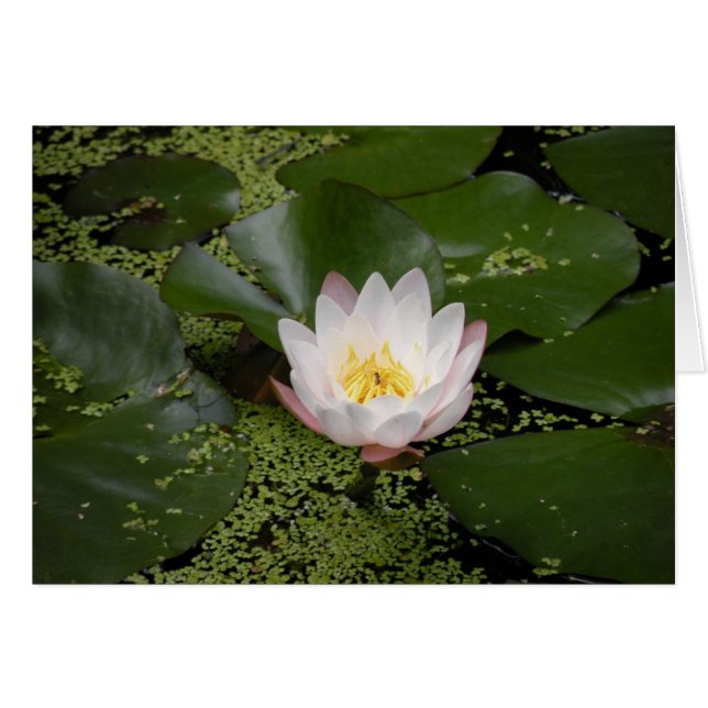 White Water Lily card (Front Horizontal)