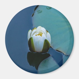 White water lily in the pond, nature photography magnet