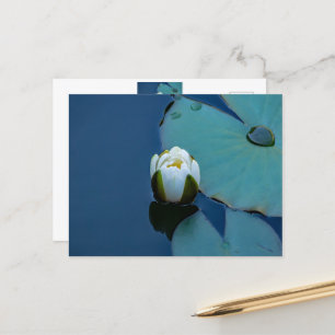 White water lily in the pond, nature photography postcard